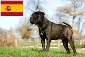 Read more about the article Cane Corso Italiano breeders and puppies in Spain