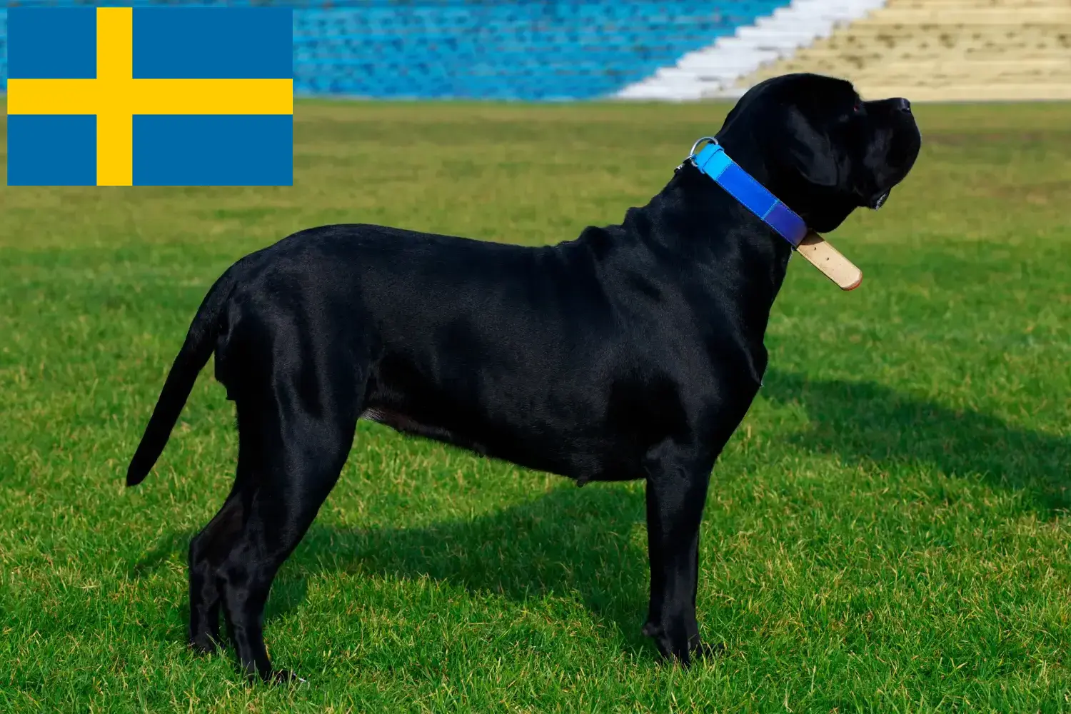 Read more about the article Cane Corso Italiano breeders and puppies in Sweden