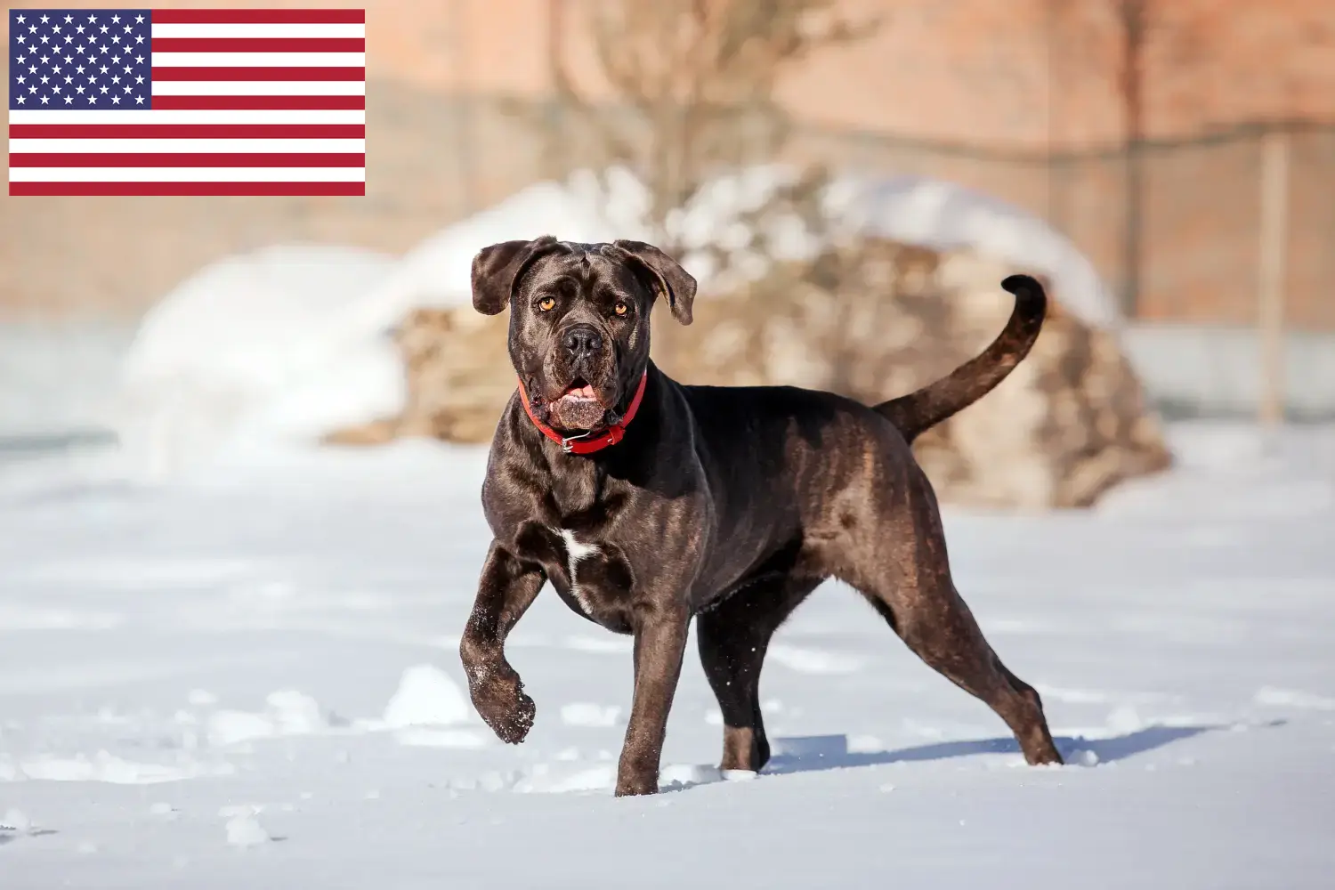 Read more about the article Cane Corso Italiano breeders and puppies in the USA