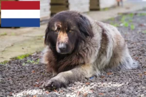 Read more about the article Cão Da Serra Da Estrela breeders and puppies in the Netherlands