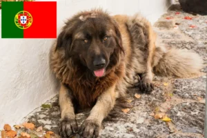 Read more about the article Cão Da Serra Da Estrela breeders and puppies in Portugal