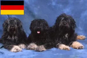 Read more about the article Cão da Serra de Aires breeders and puppies in Germany