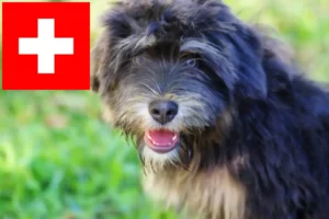 Read more about the article Cão da Serra de Aires breeders and puppies in Switzerland