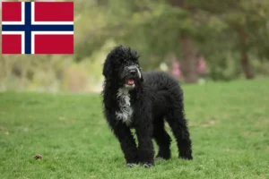 Read more about the article Cão de Agua português breeders and puppies in Norway