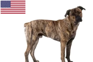 Read more about the article Cão Fila de São Miguel breeders and puppies in the USA