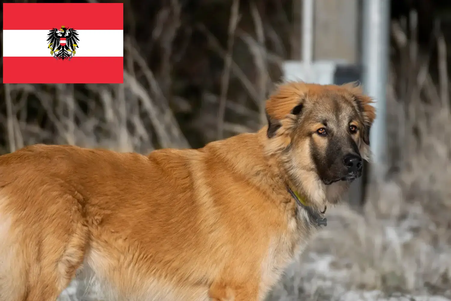 Read more about the article Caucasian Shepherd Dog Breeder and Puppies in Austria