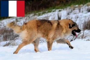 Read more about the article Caucasian Shepherd Dog Breeder and Puppies in France