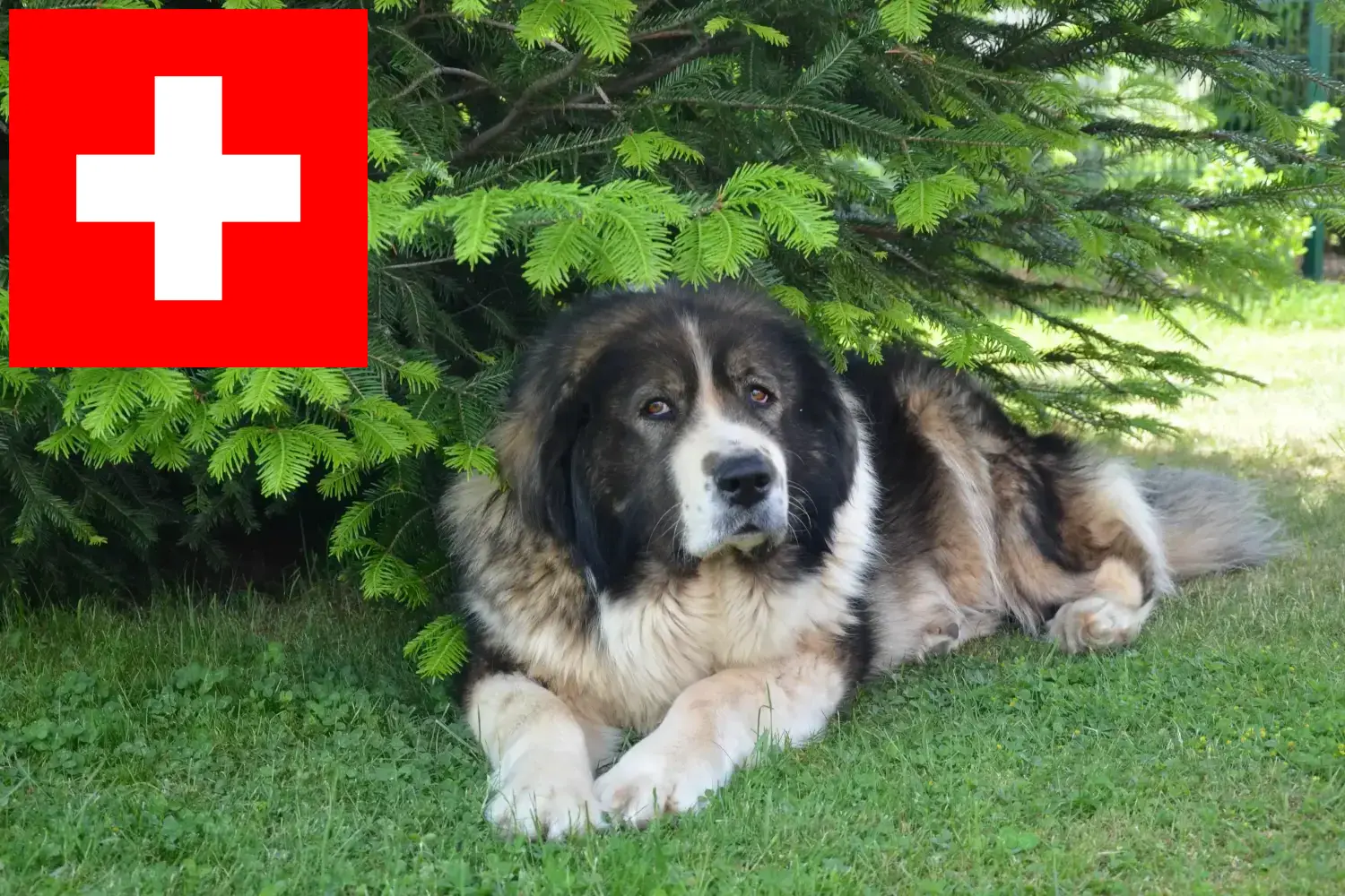 Read more about the article Caucasian Shepherd Dog Breeder and Puppies in Switzerland