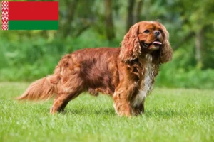 Read more about the article Cavalier King Charles Spaniel breeders and puppies in Belarus