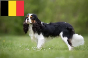 Read more about the article Cavalier King Charles Spaniel breeders and puppies in Belgium