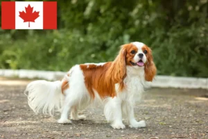 Read more about the article Cavalier King Charles Spaniel breeders and puppies in Canada
