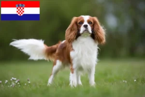 Read more about the article Cavalier King Charles Spaniel breeders and puppies in Croatia