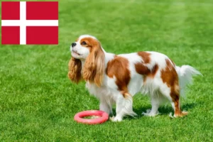 Read more about the article Cavalier King Charles Spaniel breeders and puppies in Denmark