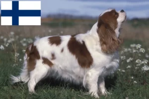 Read more about the article Cavalier King Charles Spaniel breeders and puppies in Finland