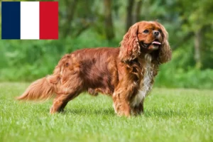 Read more about the article Cavalier King Charles Spaniel breeders and puppies in France