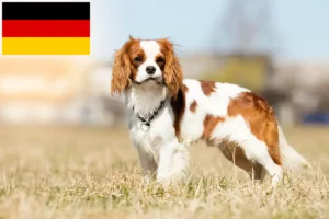 Read more about the article Cavalier King Charles Spaniel breeders and puppies in Germany