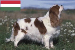 Read more about the article Cavalier King Charles Spaniel breeders and puppies in Hungary