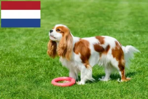 Read more about the article Cavalier King Charles Spaniel breeders and puppies in the Netherlands