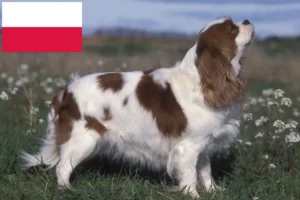 Read more about the article Cavalier King Charles Spaniel breeders and puppies in Poland