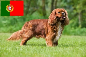Read more about the article Cavalier King Charles Spaniel breeders and puppies in Portugal