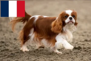 Read more about the article Cavalier King Charles Spaniel breeders and puppies in Réunion