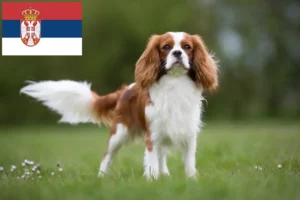 Read more about the article Cavalier King Charles Spaniel breeders and puppies in Serbia