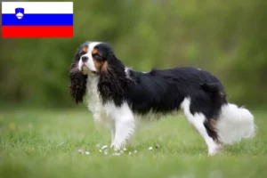 Read more about the article Cavalier King Charles Spaniel breeders and puppies in Slovenia