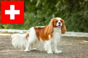 Read more about the article Cavalier King Charles Spaniel breeders and puppies in Switzerland