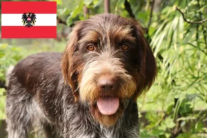 Read more about the article Český fousek breeders and puppies in Austria