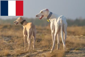 Read more about the article Chart Polski breeders and puppies in France