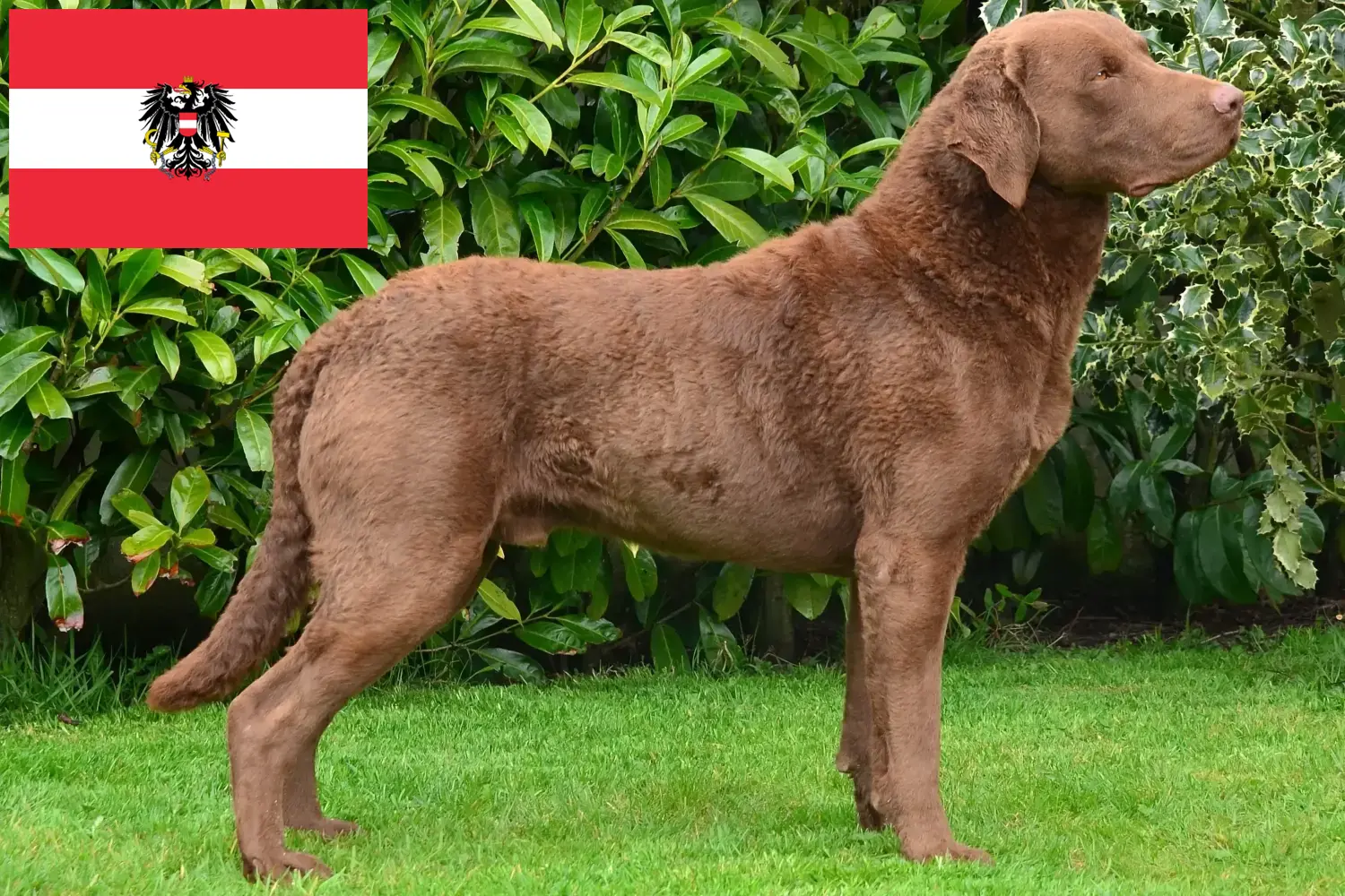 Read more about the article Chesapeake Bay Retriever breeders and puppies in Austria