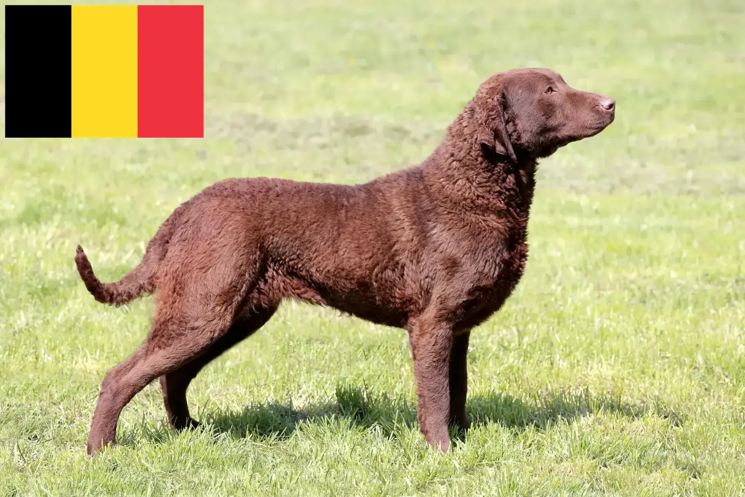 Read more about the article Chesapeake Bay Retriever breeders and puppies in Belgium