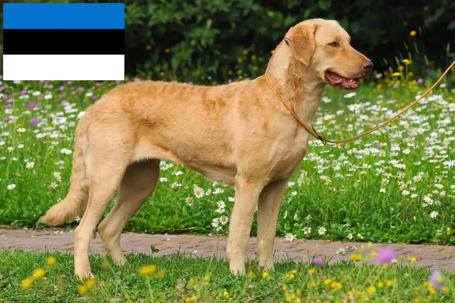 Read more about the article Chesapeake Bay Retriever breeders and puppies in Estonia