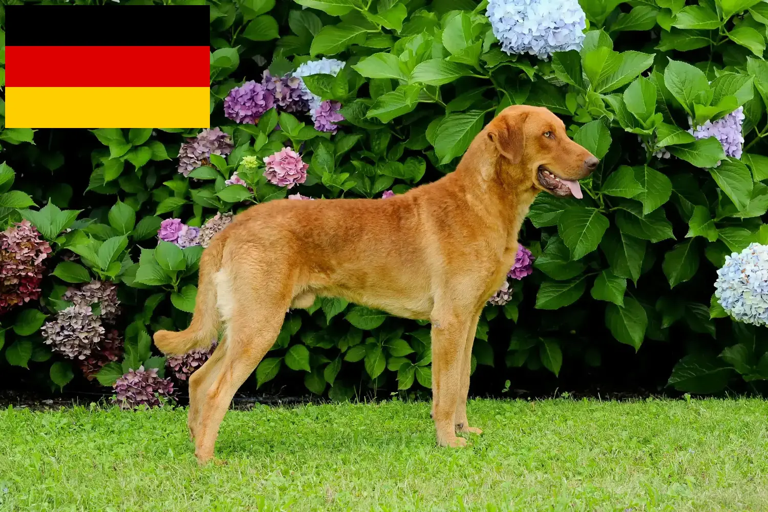 Read more about the article Chesapeake Bay Retriever breeders and puppies in Germany