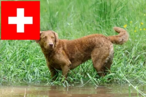 Read more about the article Chesapeake Bay Retriever breeders and puppies in Switzerland