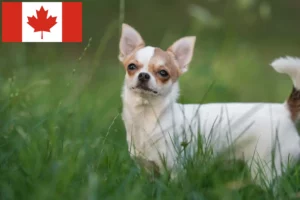 Read more about the article Chihuahua breeders and puppies in Canada
