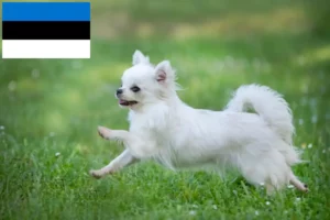 Read more about the article Chihuahua breeders and puppies in Estonia
