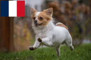 Read more about the article Chihuahua breeders and puppies in France