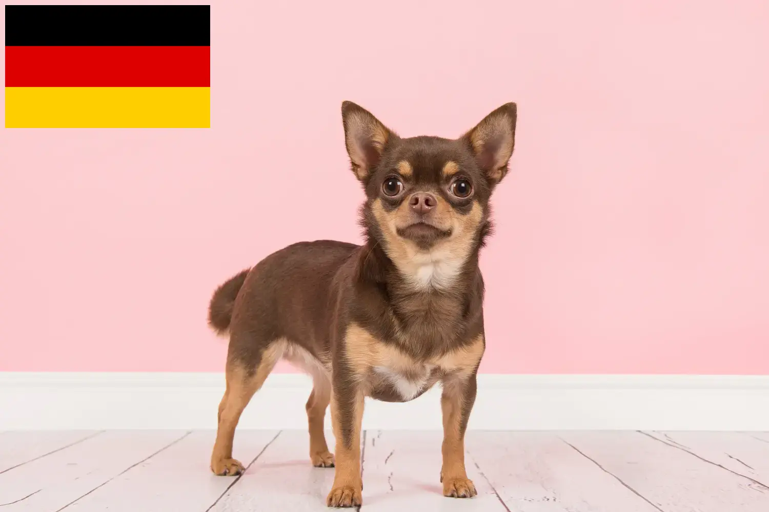 Read more about the article Chihuahua breeders and puppies in Germany