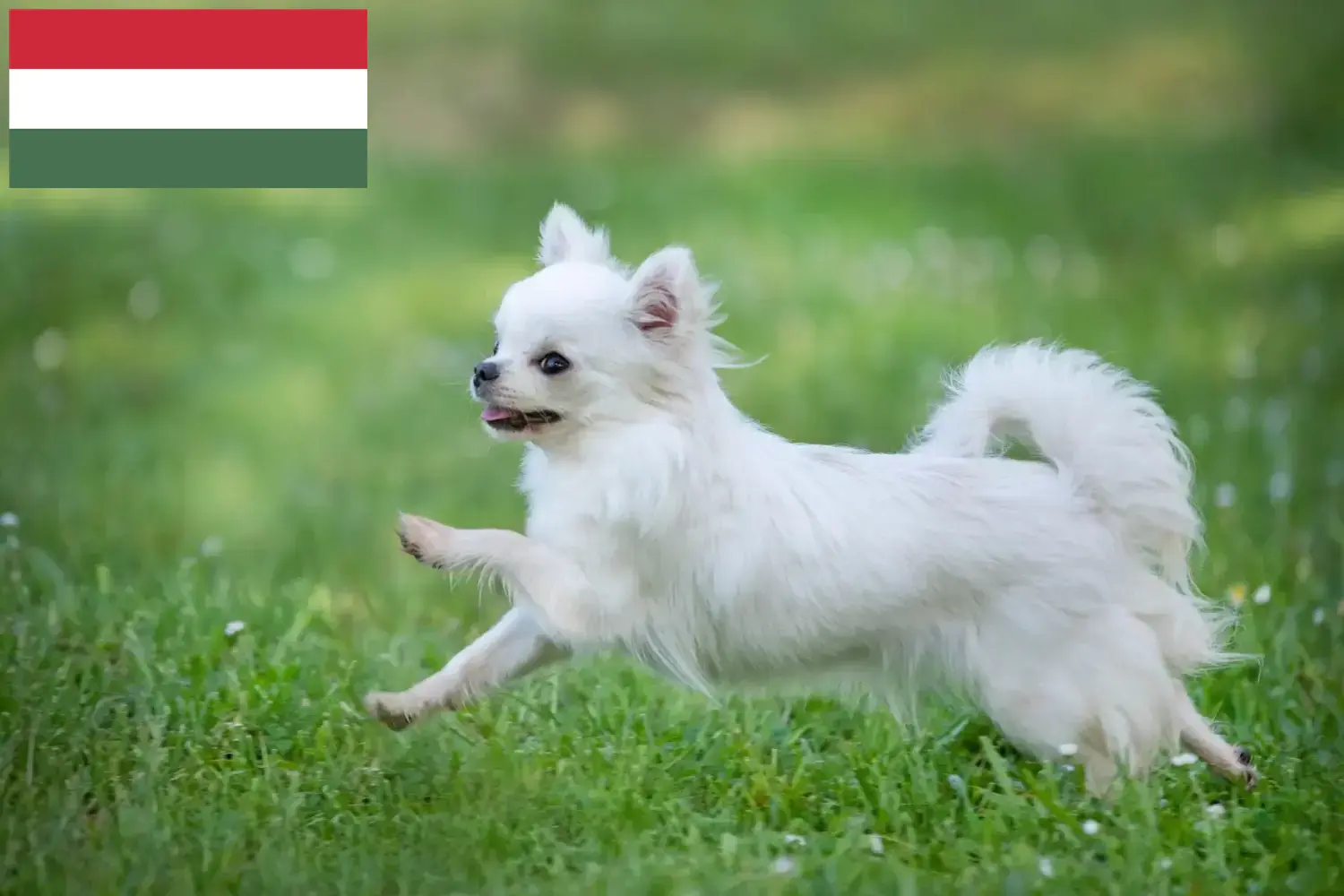 Read more about the article Chihuahua breeders and puppies in Hungary