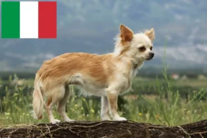 Read more about the article Chihuahua breeders and puppies in Italy