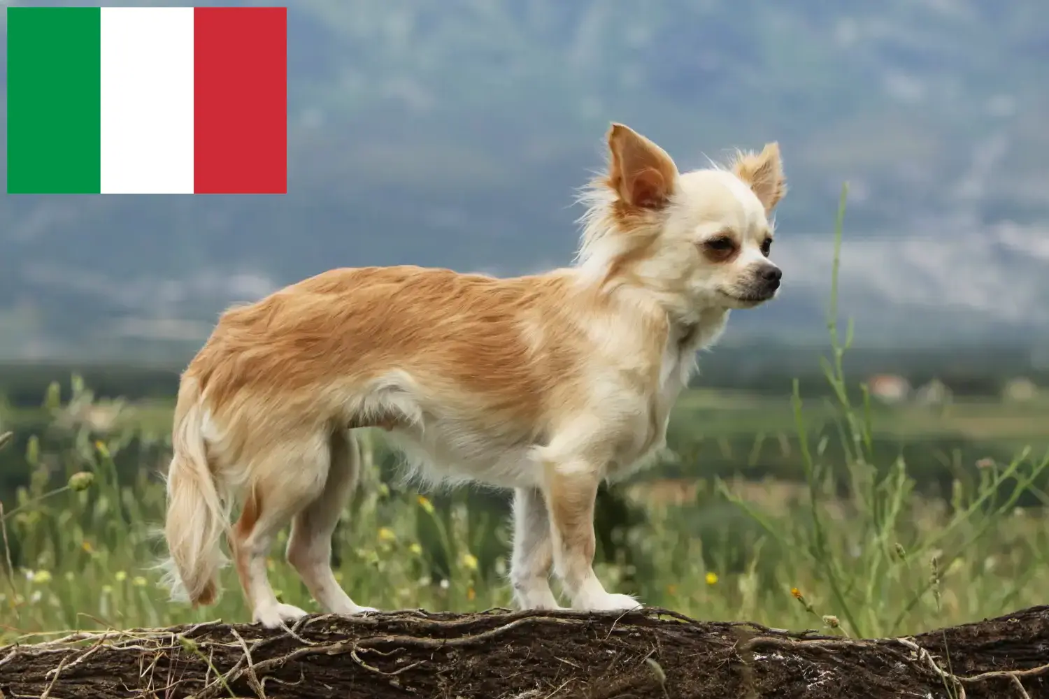 Read more about the article Chihuahua breeders and puppies in Italy