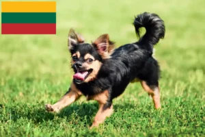 Read more about the article Chihuahua breeders and puppies in Lithuania