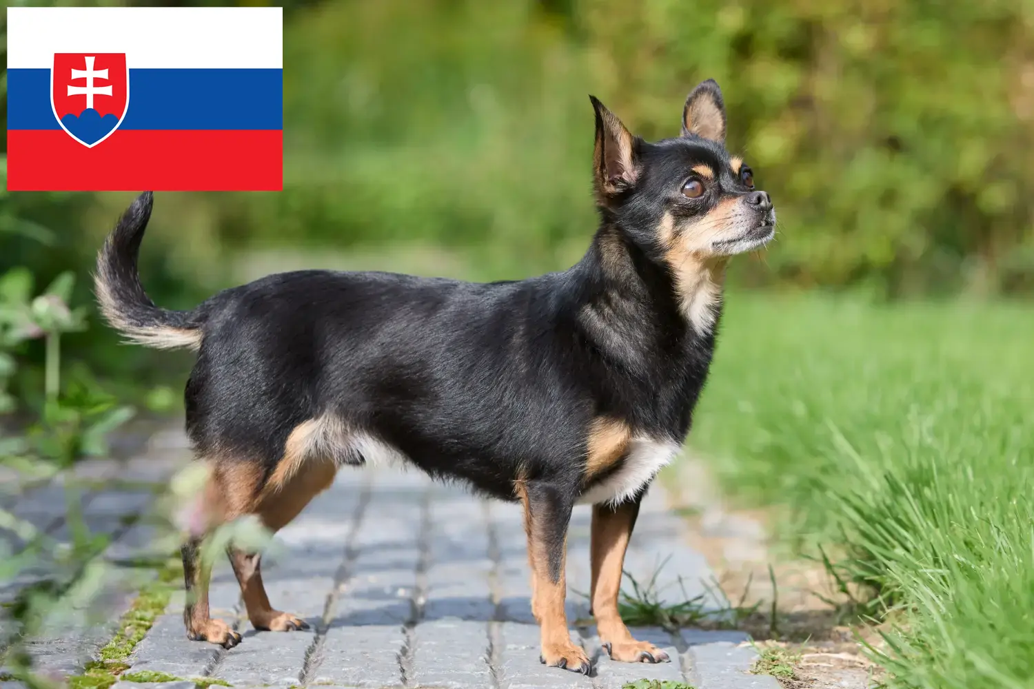 Read more about the article Chihuahua breeders and puppies in Slovakia