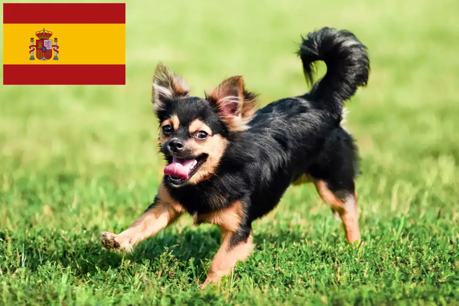 Read more about the article Chihuahua breeders and puppies in Spain