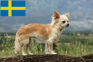 Read more about the article Chihuahua breeders and puppies in Sweden