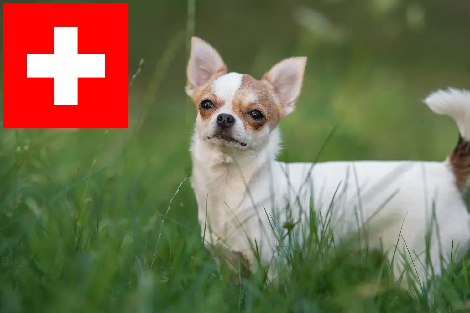 Read more about the article Chihuahua breeders and puppies in Switzerland