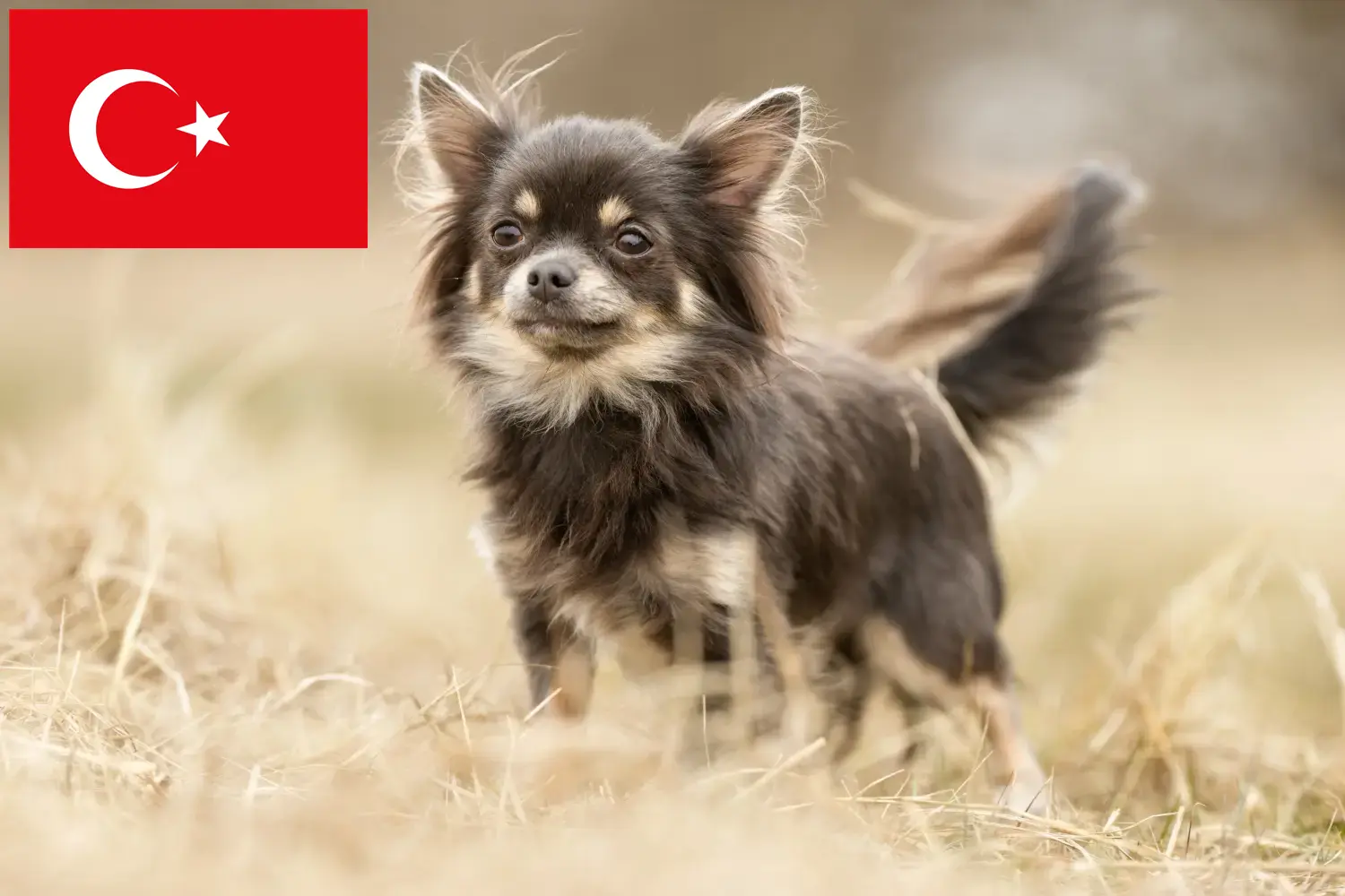 Read more about the article Chihuahua breeders and puppies in Turkey