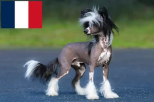 Read more about the article Chinese Crested Dog breeders and puppies in France