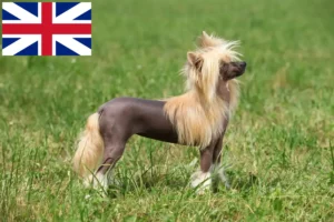 Read more about the article Chinese Crested Dog breeders and puppies in Great Britain